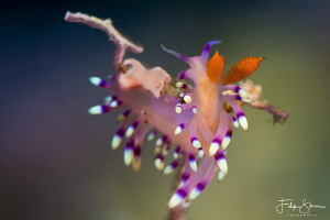 Flabellina exoptata, Raja4divers, Raja Ampat. by Filip Staes 